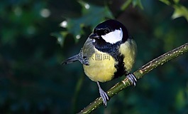 鳥,大山雀,野生動物