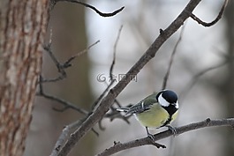 鳥,生活的本質(zhì),性質(zhì)