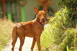 動(dòng)物界,國內(nèi)的狗,犬