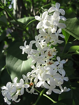 廠,茉莉,鮮花