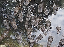 鱷魚,頭,野生動物