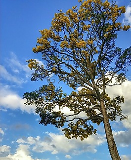 樹(shù),自然,風(fēng)景