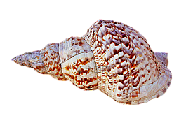 海螺,瑪麗娜,charonia 錦緞