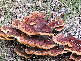 菌類,自然,森林