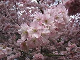 樹,鮮花,盛開