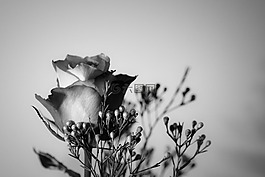 玫瑰,花,開(kāi)花