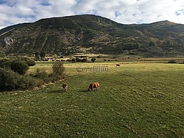 装载,山,母牛