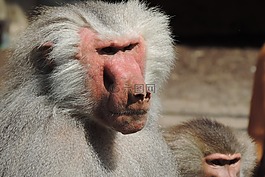 狒狒,動物園奧格斯堡,存儲模塊