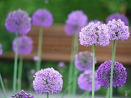 巨人,韭菜,鮮花