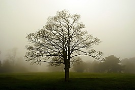 霧,景觀,樹