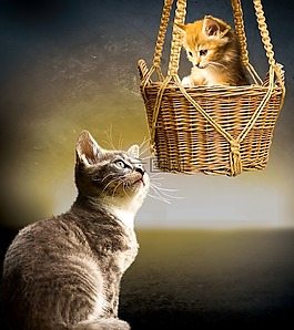 動物,貓,寵物