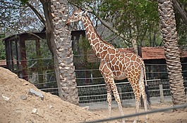 giraph,動物園,樹