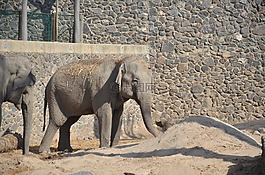 象,灰色,動物園