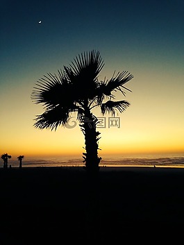 海灘,棕櫚樹(shù),海