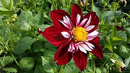 鮮花,開(kāi)花,植物