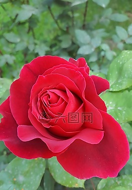 玫瑰,紅,花