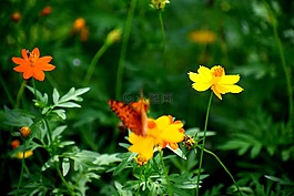 花,蝴蝶,多彩