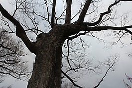 死樹木材,木材,冬天樹
