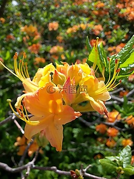 黃色的杜鵑花,黃色花,春