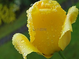 郁金香,黃色,關(guān)閉