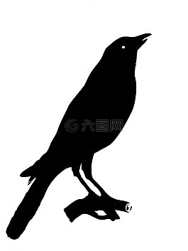 烏鴉,鳥,動物