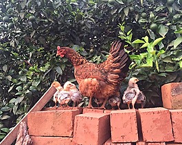 雞,公雞,鳥