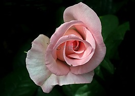 花,玫瑰,粉紅色