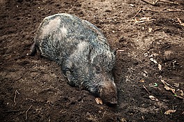 野豬,野生動物,動物