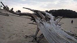 漂流木,海灘,沙