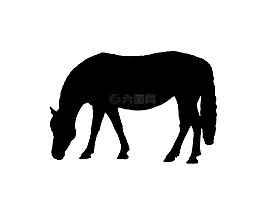 馬,小馬,動物