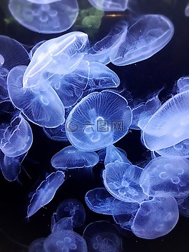 海蜇,神秘,美