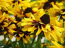 黃色,鮮花,花園