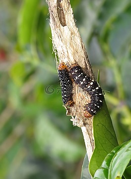 昆蟲,性質(zhì),葉