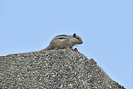 松鼠,動物,滅鼠
