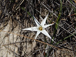 花,高原,巴塔哥尼亞