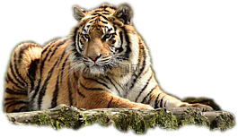 bengaltiger,虎,大猫