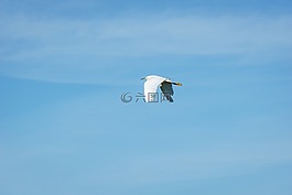 起重機,鳥,飛行