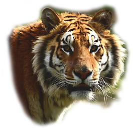 bengaltiger,虎,大貓