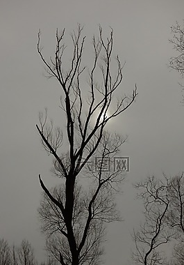 樹,馬特維,冬季