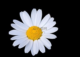 花,雛菊,白
