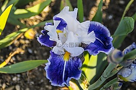 orchide,花,开花