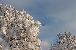雪,樹,冬天