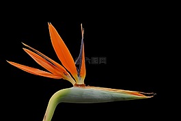 strelizie,开花,橙