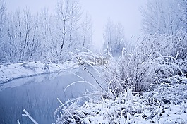 雪,冬天,景觀