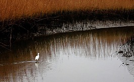 馬什,池,鳥