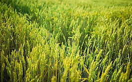 綠色,植物,作物