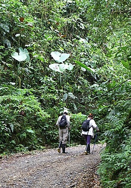 徒步旅行,雨林,厄瓜多爾