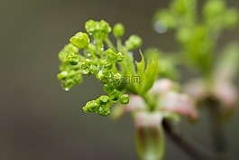 蕾在雨,濕,綠色
