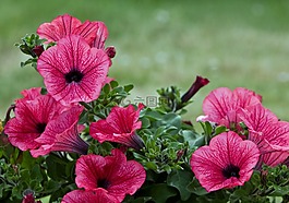 花,鮮花,美麗