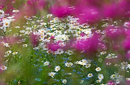 鮮花,花,雛菊